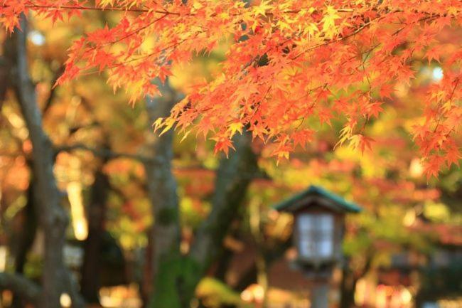Kanazawa Machiya Inn Hana מראה חיצוני תמונה
